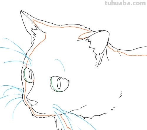 二次元插画中猫咪怎么画？学会这个你也能云养猫