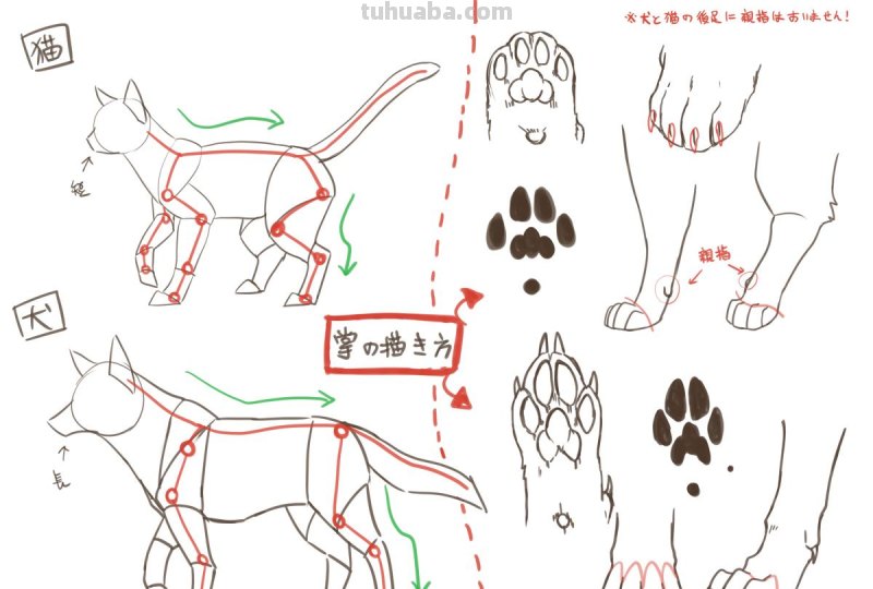 二次元插画中猫咪怎么画？学会这个你也能云养猫