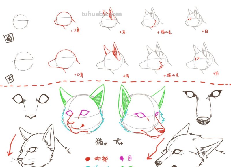 二次元插画中猫咪怎么画？学会这个你也能云养猫