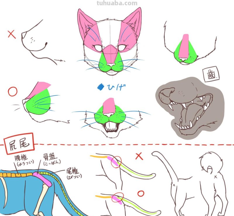 二次元插画中猫咪怎么画？学会这个你也能云养猫