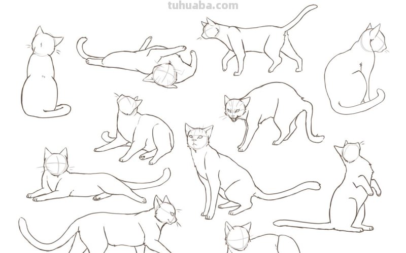 二次元插画中猫咪怎么画？学会这个你也能云养猫