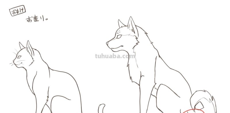 二次元插画中猫咪怎么画？学会这个你也能云养猫