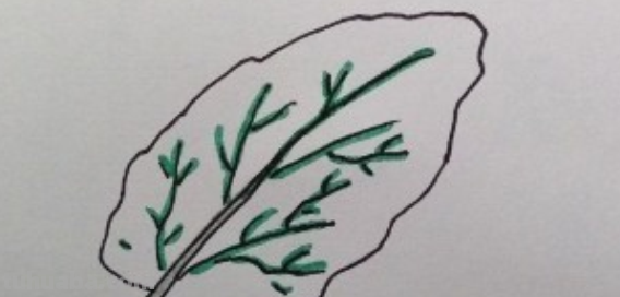 叶子怎么画