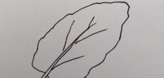 叶子怎么画