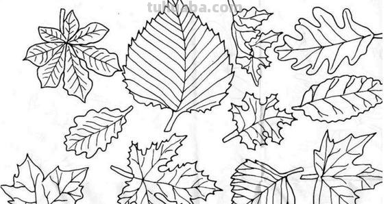 叶子怎么画