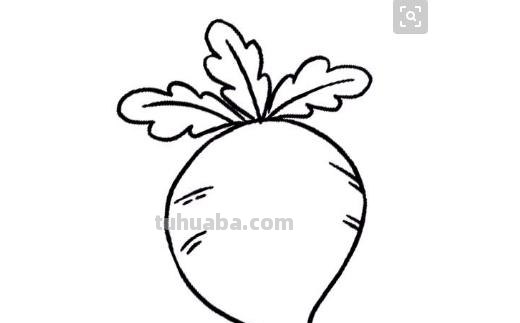 包菜怎么画简笔画 素描画包菜怎样圆起来? 包菜怎么画简笔画 素描画包菜怎样圆起来?