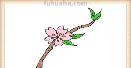桃花怎么画 彩铅 步骤 怎样画桃花的基本结构图步骤? 桃花怎么画 彩铅 步骤 怎样画桃花的基本结构图步骤?