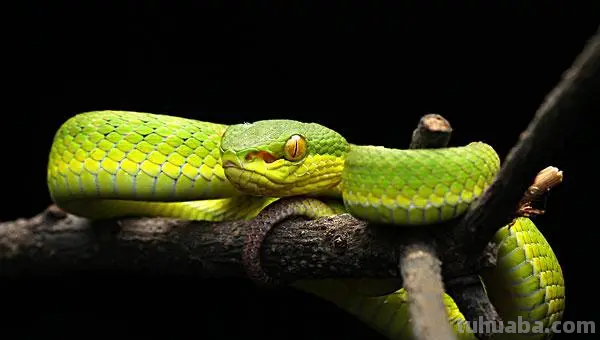 毒蛇怎么画 毒蛇怎么画