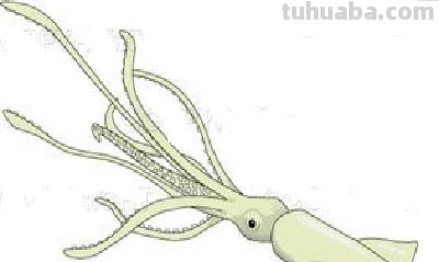 乌贼的简笔画是什么颜色 乌贼的简笔画是什么颜色