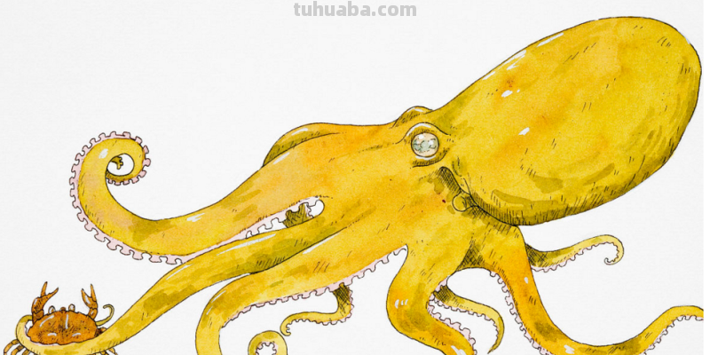 乌贼简笔画上什么颜色好看 乌贼简笔画上什么颜色好看