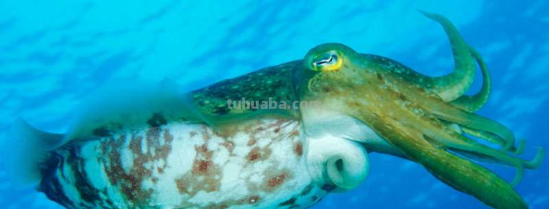 乌贼简笔画上什么颜色好看 乌贼简笔画上什么颜色好看