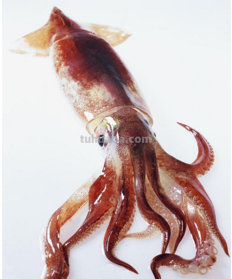 乌贼简笔画上什么颜色好看 乌贼简笔画上什么颜色好看