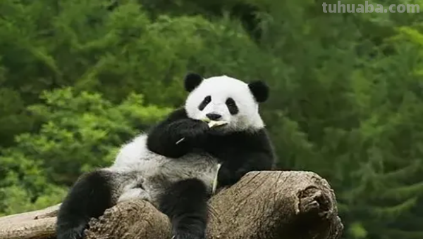 简易熊猫画怎么画