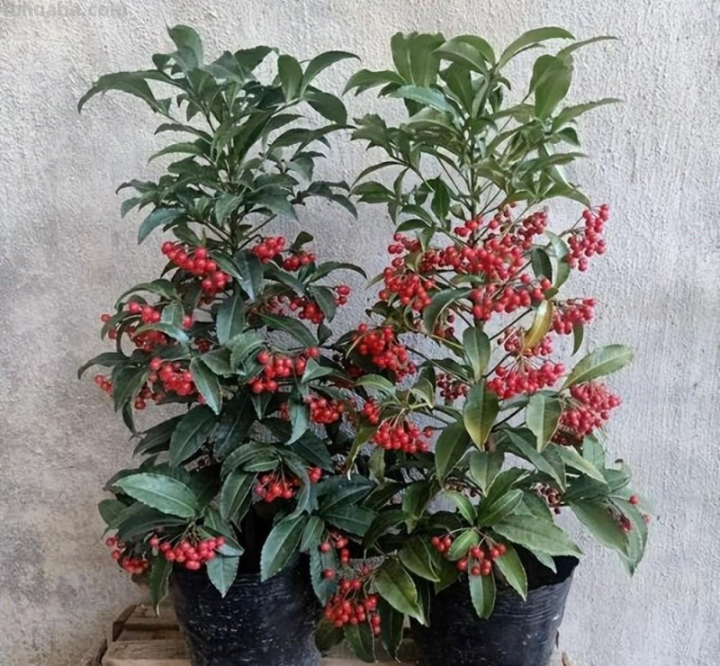 适合家庭种植的5种福气树,皮实好养寓意吉祥,你家养了几种? 适合家庭种植的5种福气树,皮实好养寓意吉祥,你家养了几种?