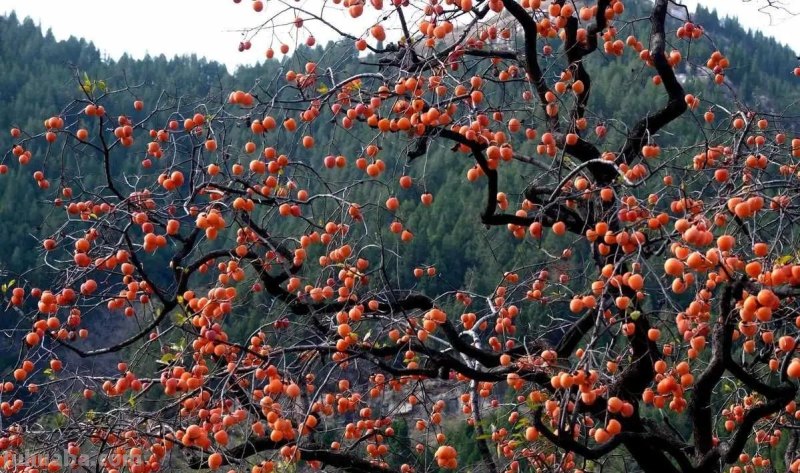 适合家庭种植的5种福气树,皮实好养寓意吉祥,你家养了几种? 适合家庭种植的5种福气树,皮实好养寓意吉祥,你家养了几种?