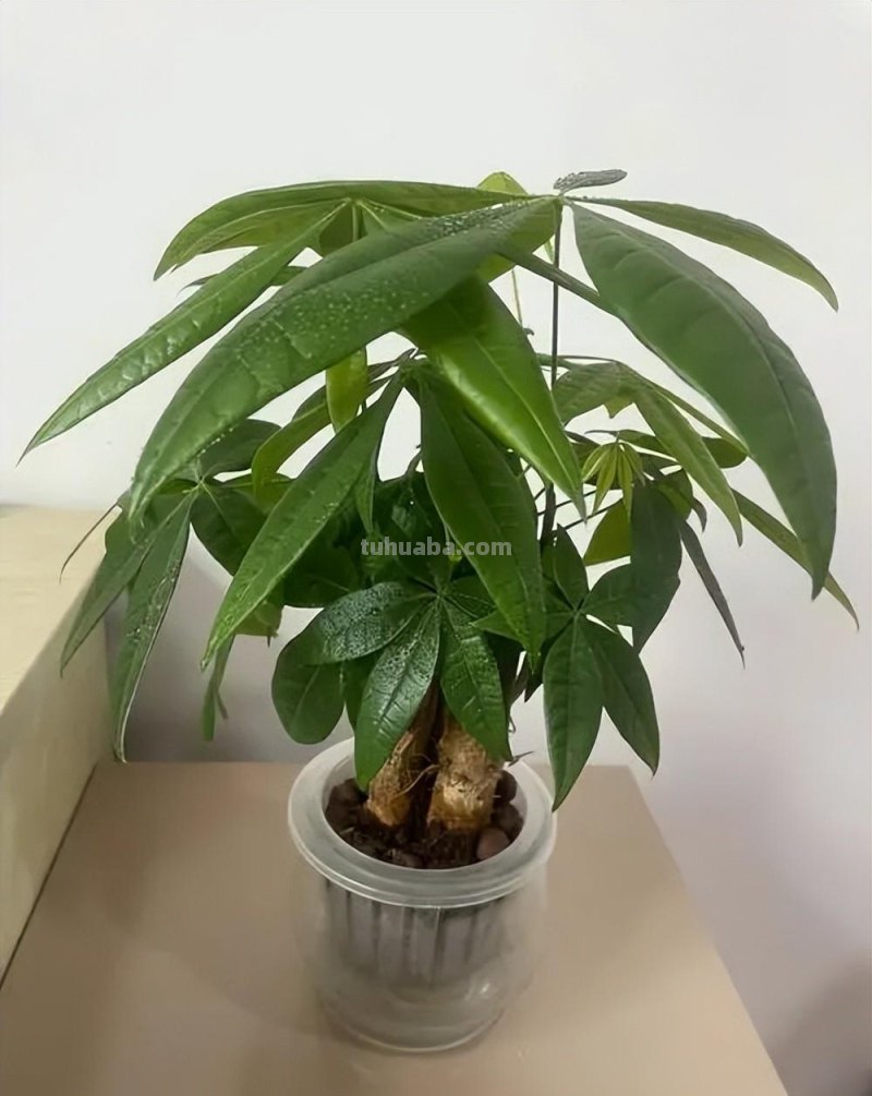 适合家庭种植的5种福气树,皮实好养寓意吉祥,你家养了几种? 适合家庭种植的5种福气树,皮实好养寓意吉祥,你家养了几种?