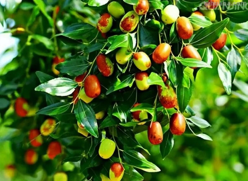 适合家庭种植的5种福气树,皮实好养寓意吉祥,你家养了几种? 适合家庭种植的5种福气树,皮实好养寓意吉祥,你家养了几种?