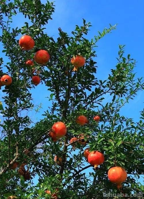 适合家庭种植的5种福气树,皮实好养寓意吉祥,你家养了几种? 适合家庭种植的5种福气树,皮实好养寓意吉祥,你家养了几种?