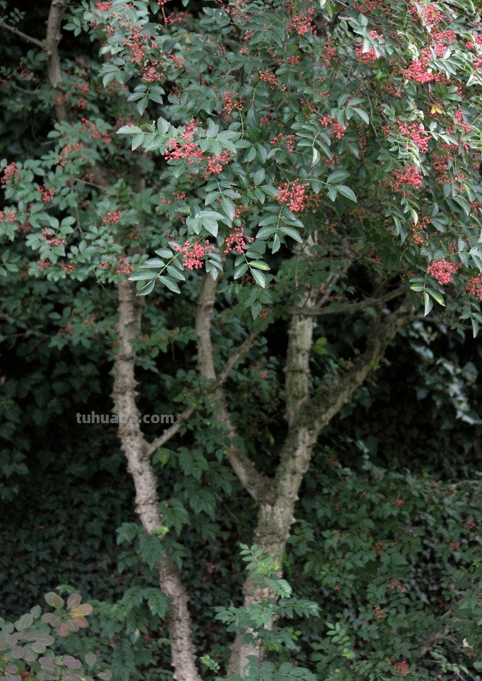 国画吃的花椒怎么画