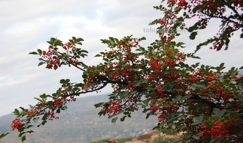 国画吃的花椒怎么画