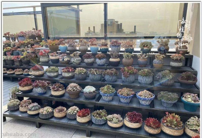 多肉真的有&quot;毒&quot;！劝君慎入坑