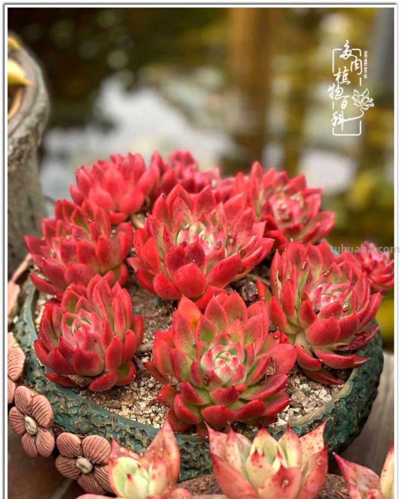 多肉真的有&quot;毒&quot;！劝君慎入坑