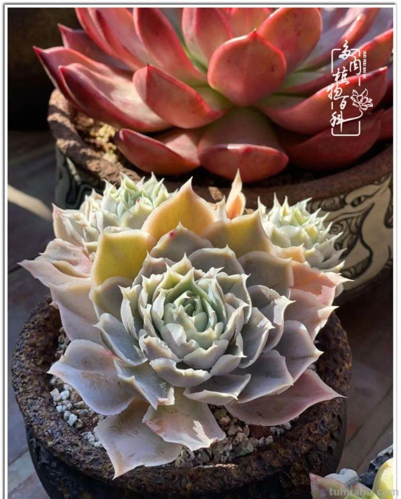 多肉真的有&quot;毒&quot;！劝君慎入坑