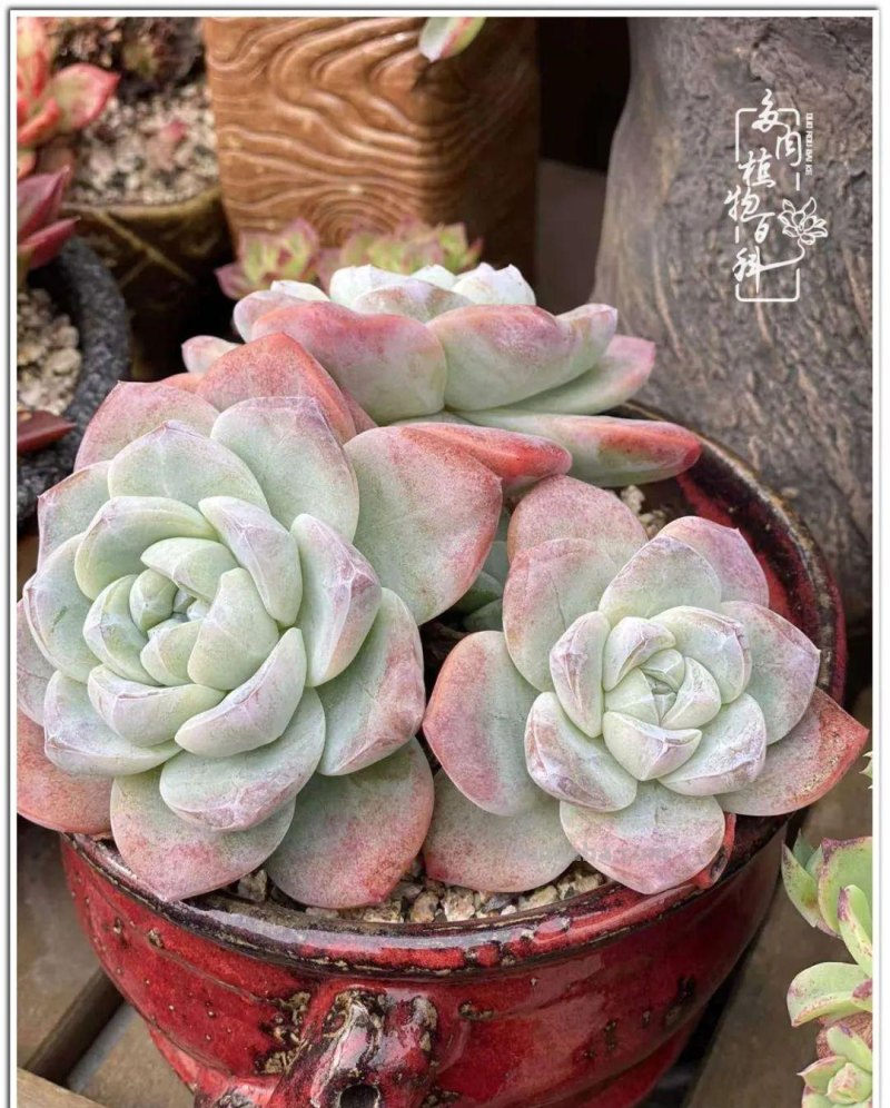 多肉真的有&quot;毒&quot;！劝君慎入坑
