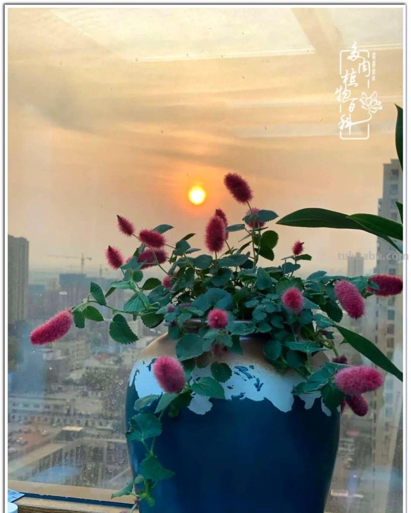 多肉真的有&quot;毒&quot;！劝君慎入坑