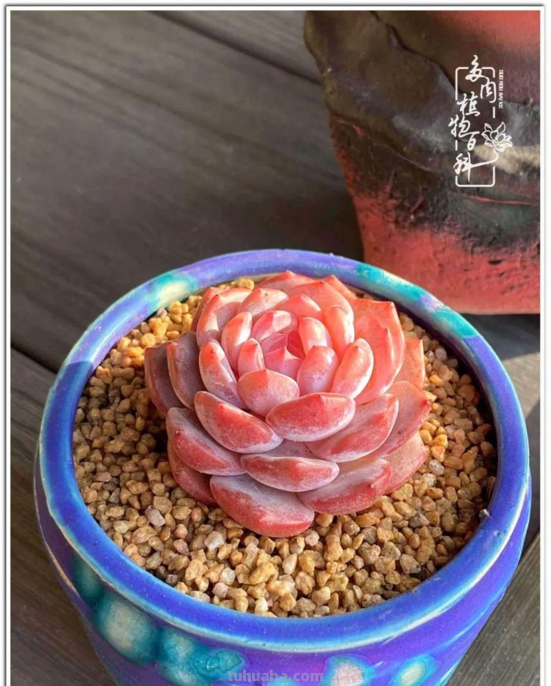 多肉真的有&quot;毒&quot;！劝君慎入坑