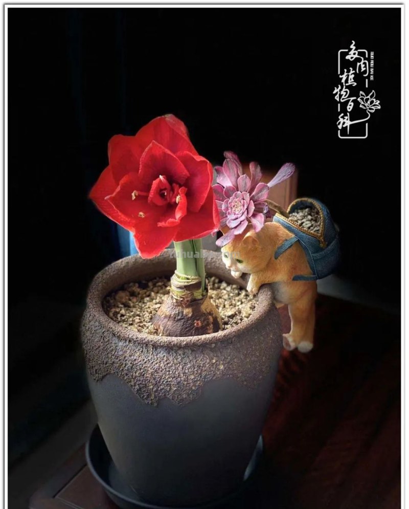 多肉真的有&quot;毒&quot;！劝君慎入坑