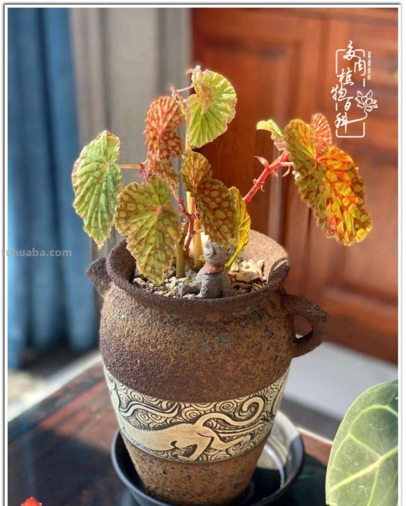 多肉真的有&quot;毒&quot;！劝君慎入坑