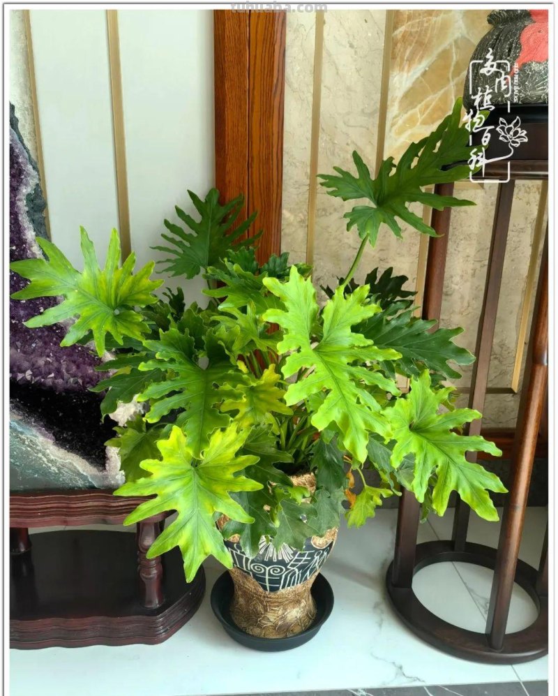 多肉真的有&quot;毒&quot;！劝君慎入坑