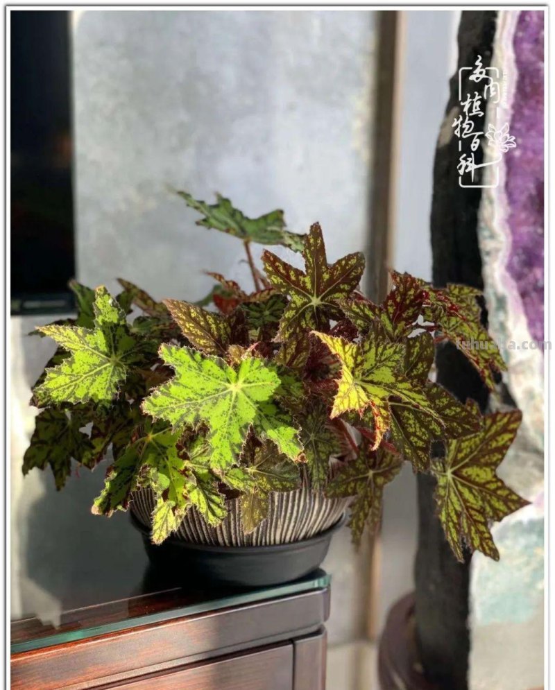 多肉真的有&quot;毒&quot;！劝君慎入坑