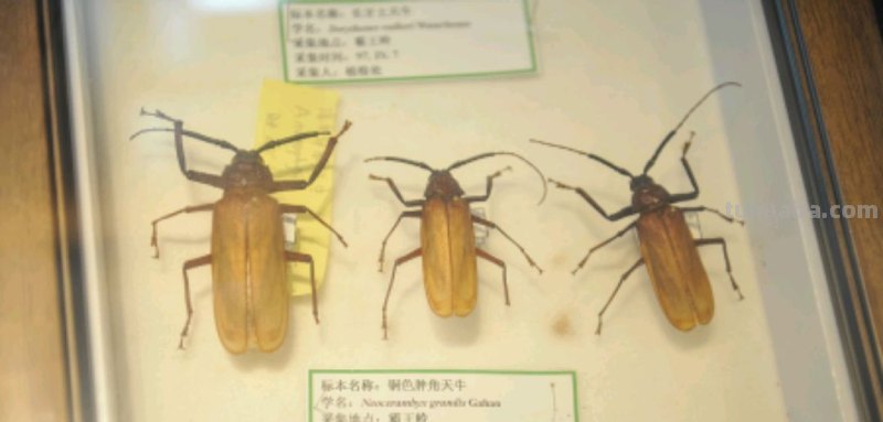 100种昆虫怎么画