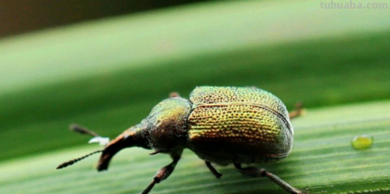 100种昆虫怎么画