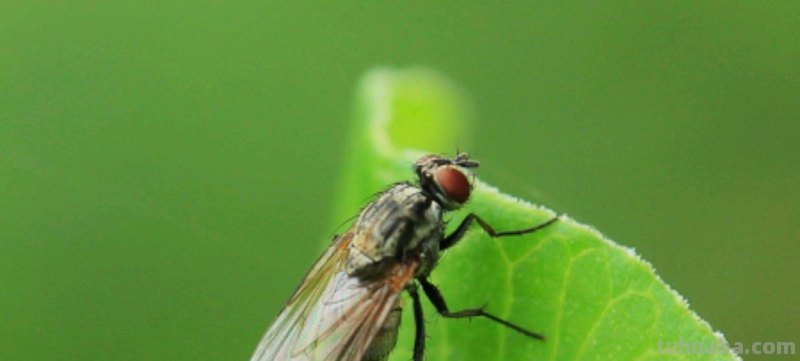 100种昆虫怎么画
