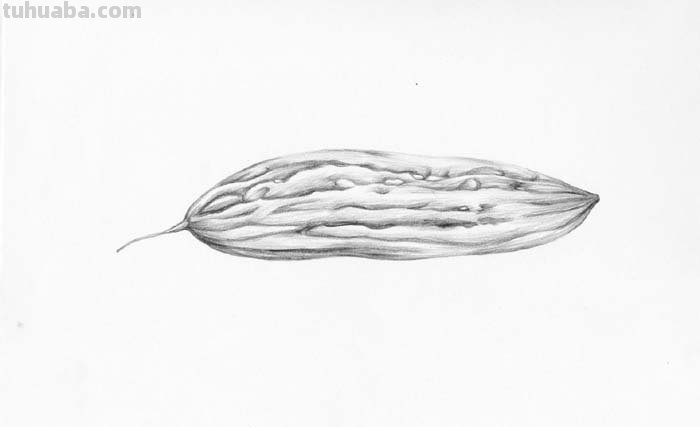 请问素描苦瓜怎么画?