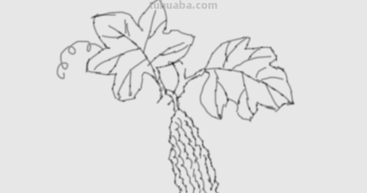 请问素描苦瓜怎么画?