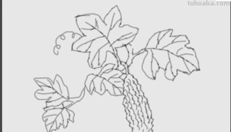 请问素描苦瓜怎么画?