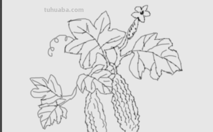 请问素描苦瓜怎么画?