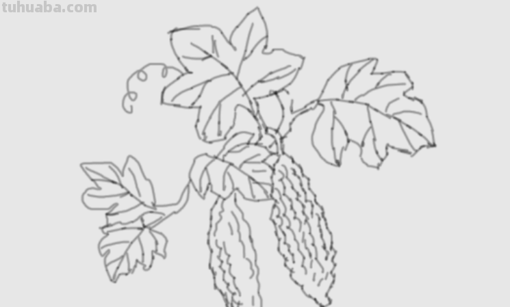 请问素描苦瓜怎么画?