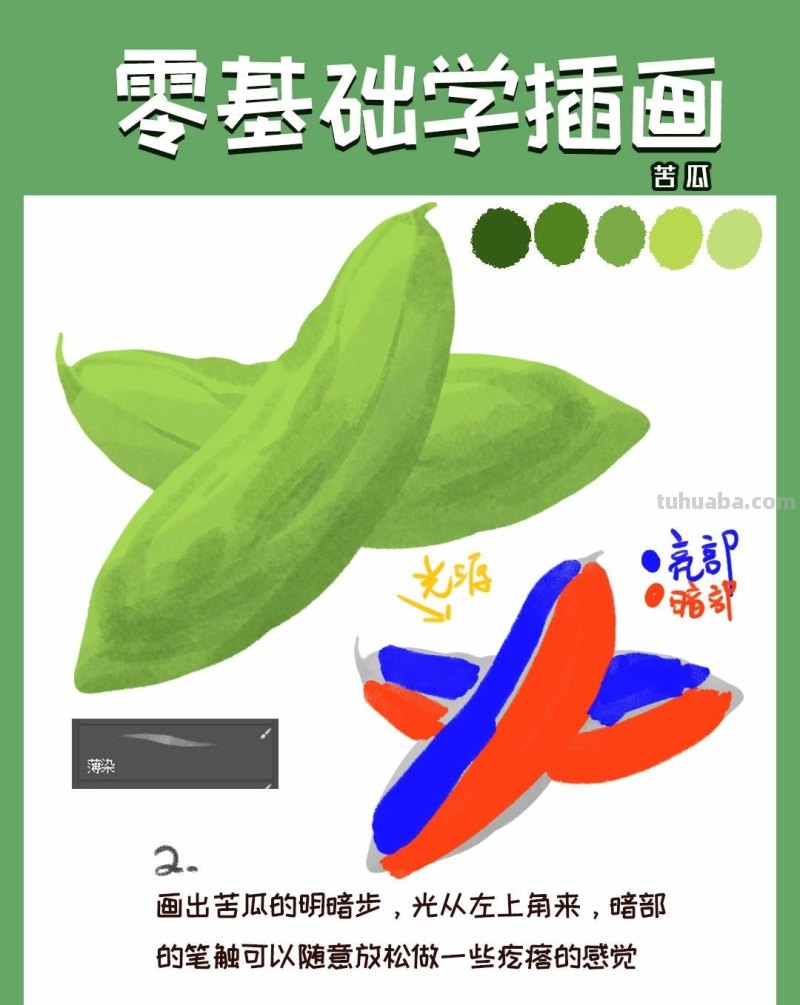 【插画教程】教你画苦瓜