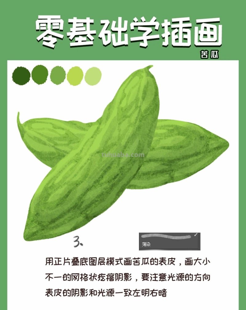 【插画教程】教你画苦瓜