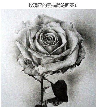 怎么画玫瑰花图片