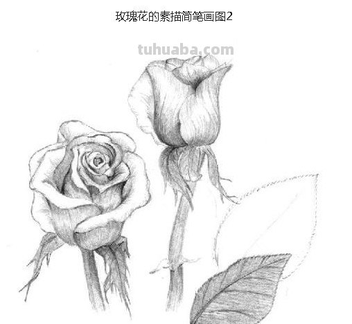 怎么画玫瑰花图片