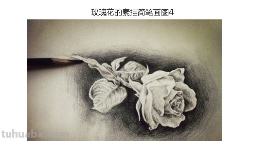 怎么画玫瑰花图片