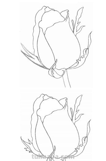 怎么画玫瑰花图片