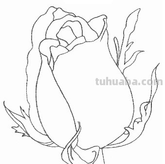 怎么画玫瑰花图片