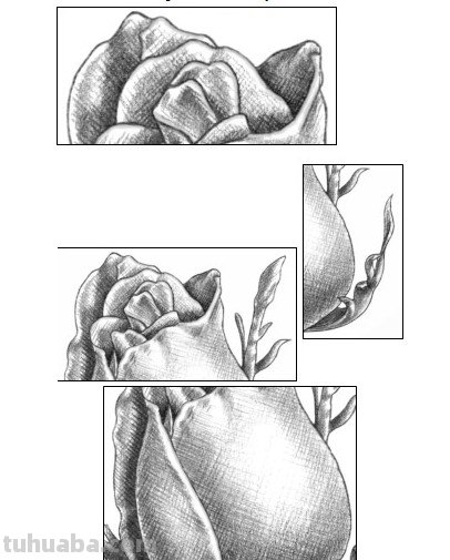 怎么画玫瑰花图片